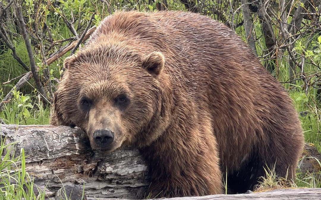Is an Alaska Land Tour Worth It? 6 Experiences You Shouldn’t Miss