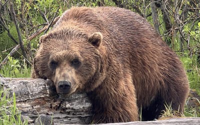 Is an Alaska Land Tour Worth It? 6 Experiences You Shouldn’t Miss