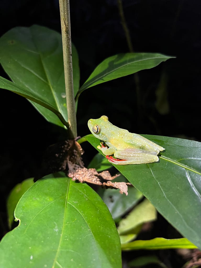 frog spotted during guided night hike in Costa Rica